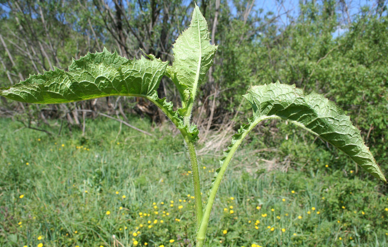 Image of Crepis sibirica specimen.