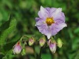 Solanum tuberosum