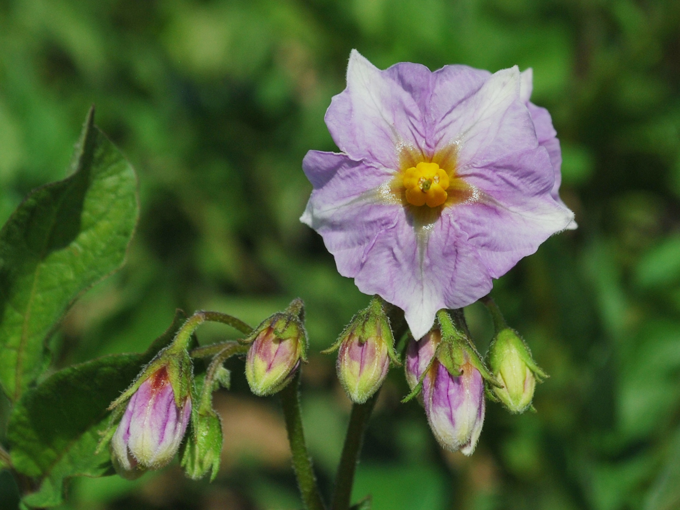 Изображение особи Solanum tuberosum.