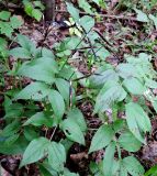 Lathyrus vernus. Растение с остатками вскрывшихся плодов. Ярославская обл., Переславский р-н, национальный парк «Плещеево озеро», северо-восточный берег озера, склон холма, под пологом широколиственного леса. 15.08.2015.