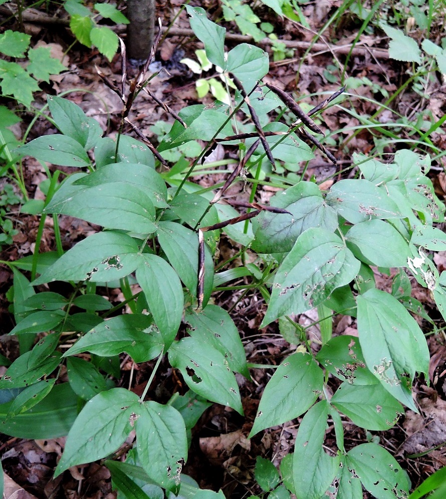 Изображение особи Lathyrus vernus.