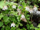 Linnaea borealis