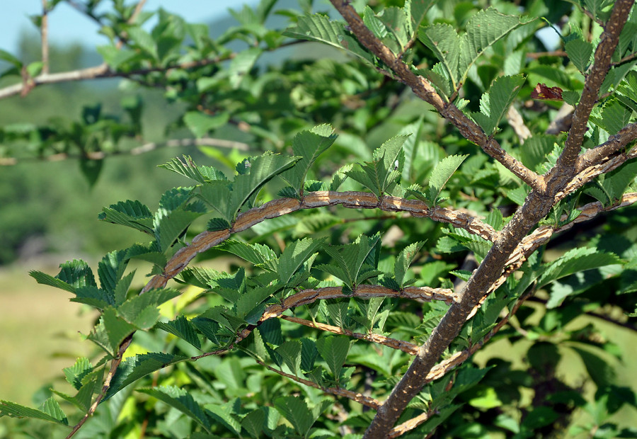 Image of Ulmus japonica specimen.