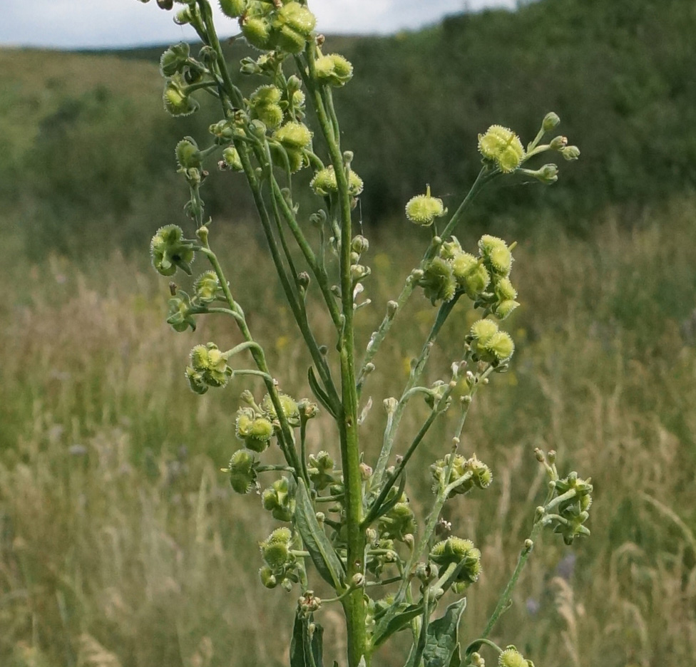 Изображение особи Cynoglossum viridiflorum.