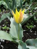 Tulipa annae. Цветущее растение. Южный Казахстан, в культуре (происхождение - север Джунгарского Алатау, ущ. Таскора). 30 марта 2016 г.