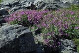 Chamaenerion latifolium. Цветущие растения. Юго-Восточный Алтай, Северо-Чуйский хребет, верховья долины Машей. Начало августа 2008 г.