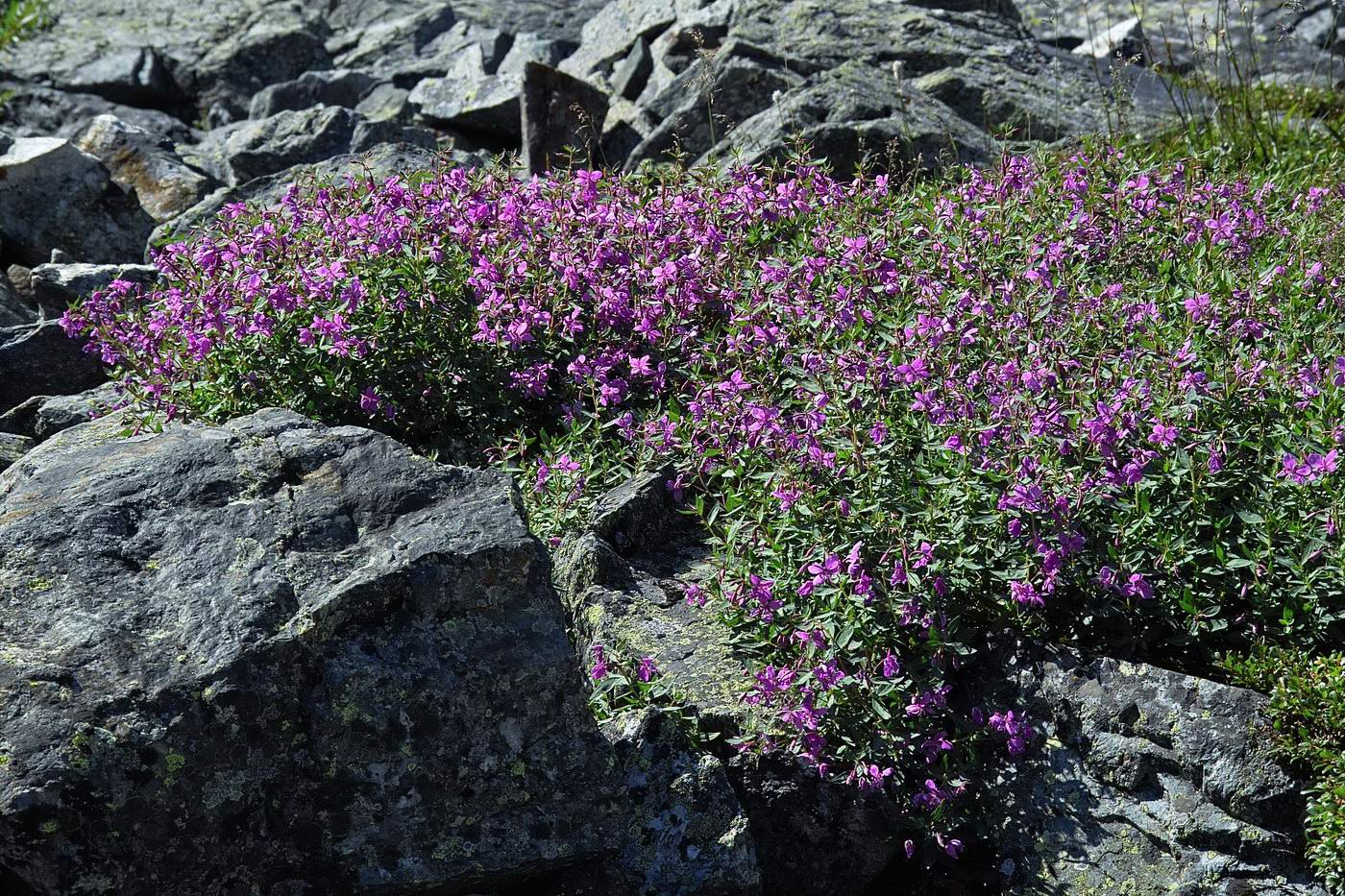 Image of Chamaenerion latifolium specimen.