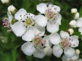 Crataegus monogyna. Соцветие. Нидерланды, провинция Гронинген, на берегу канала. 14 мая 2006 г.