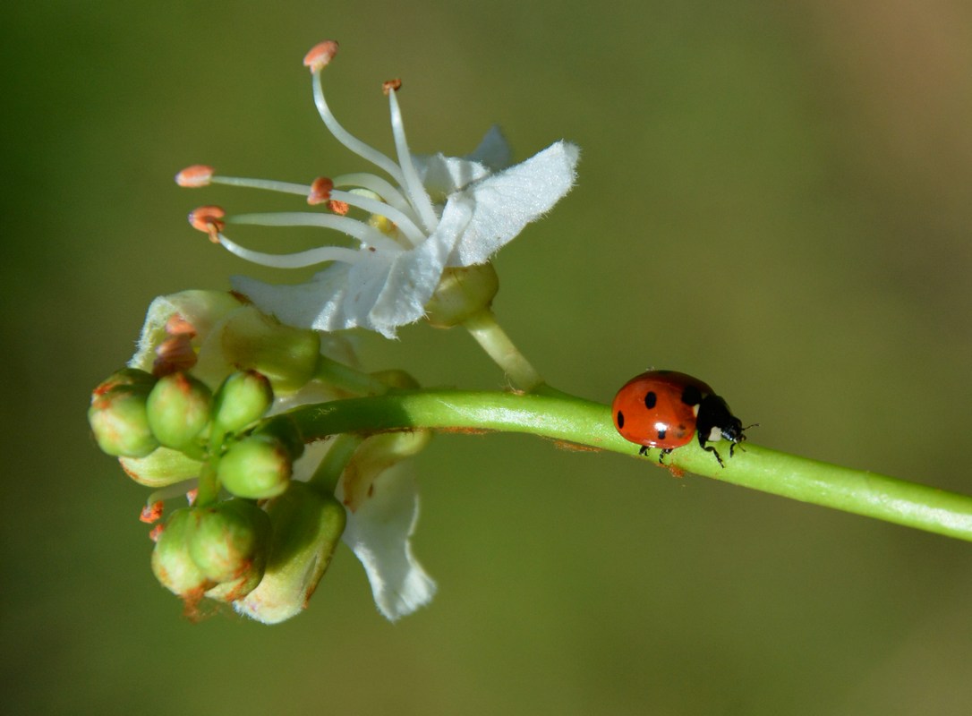 Изображение особи Aesculus hippocastanum.