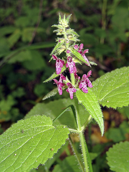 Image of Stachys sylvatica specimen.