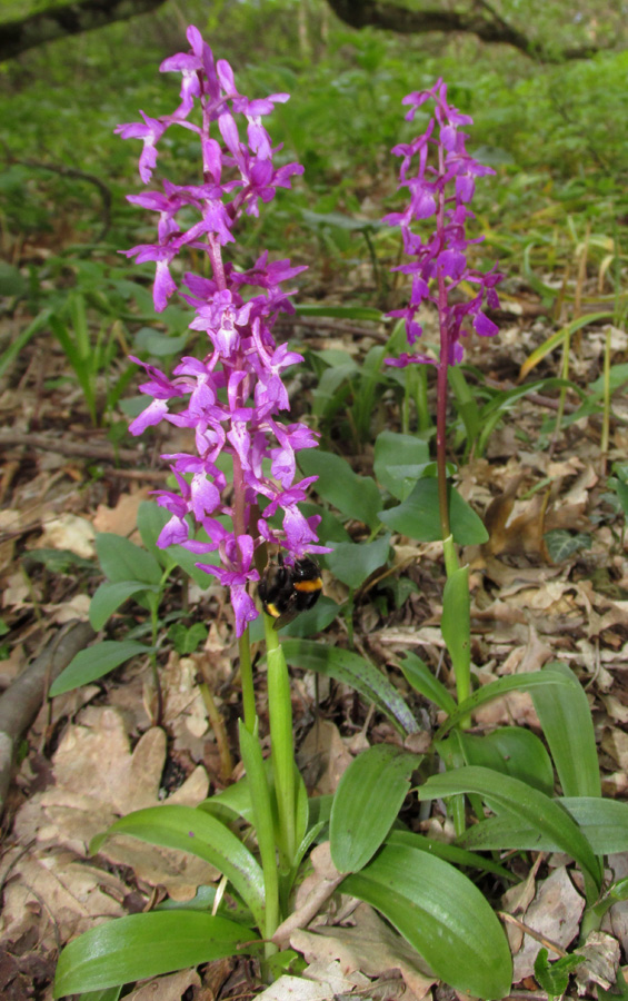 Изображение особи Orchis mascula.