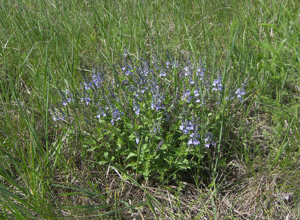 Image of Veronica prostrata specimen.