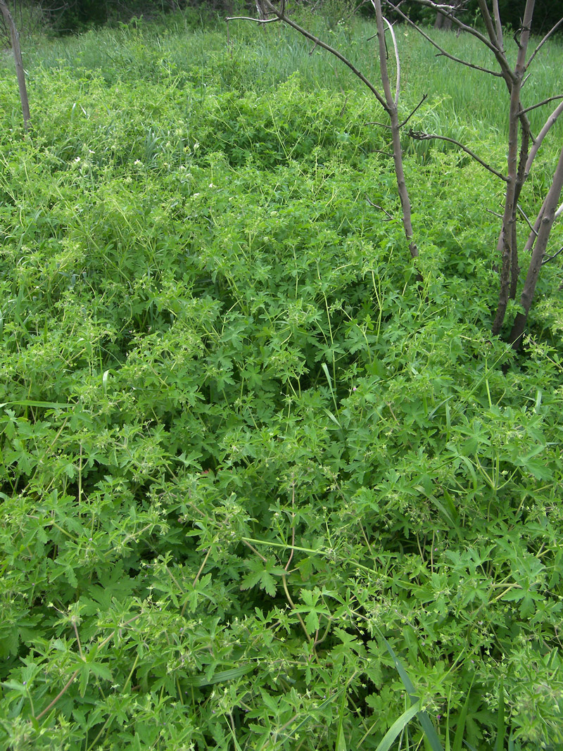 Image of Geranium divaricatum specimen.