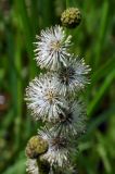 Sparganium neglectum