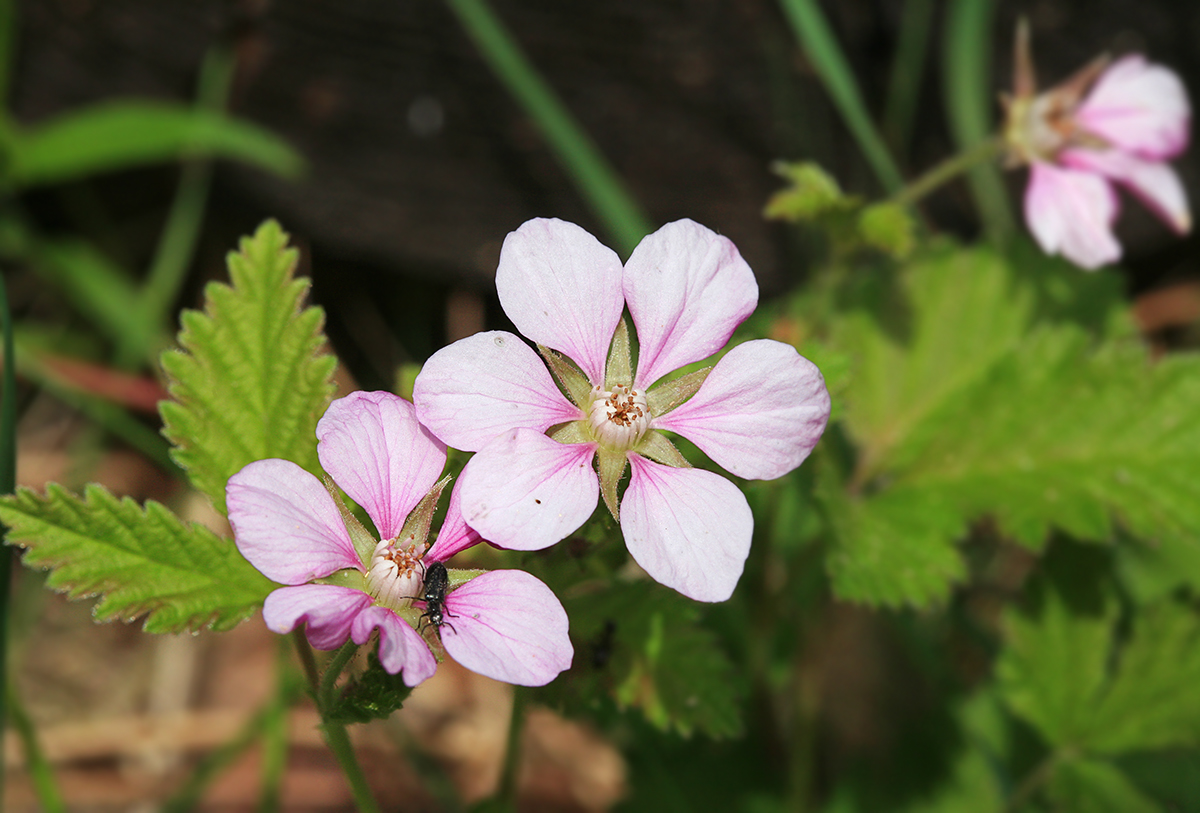 Image of Rubus arcticus specimen.