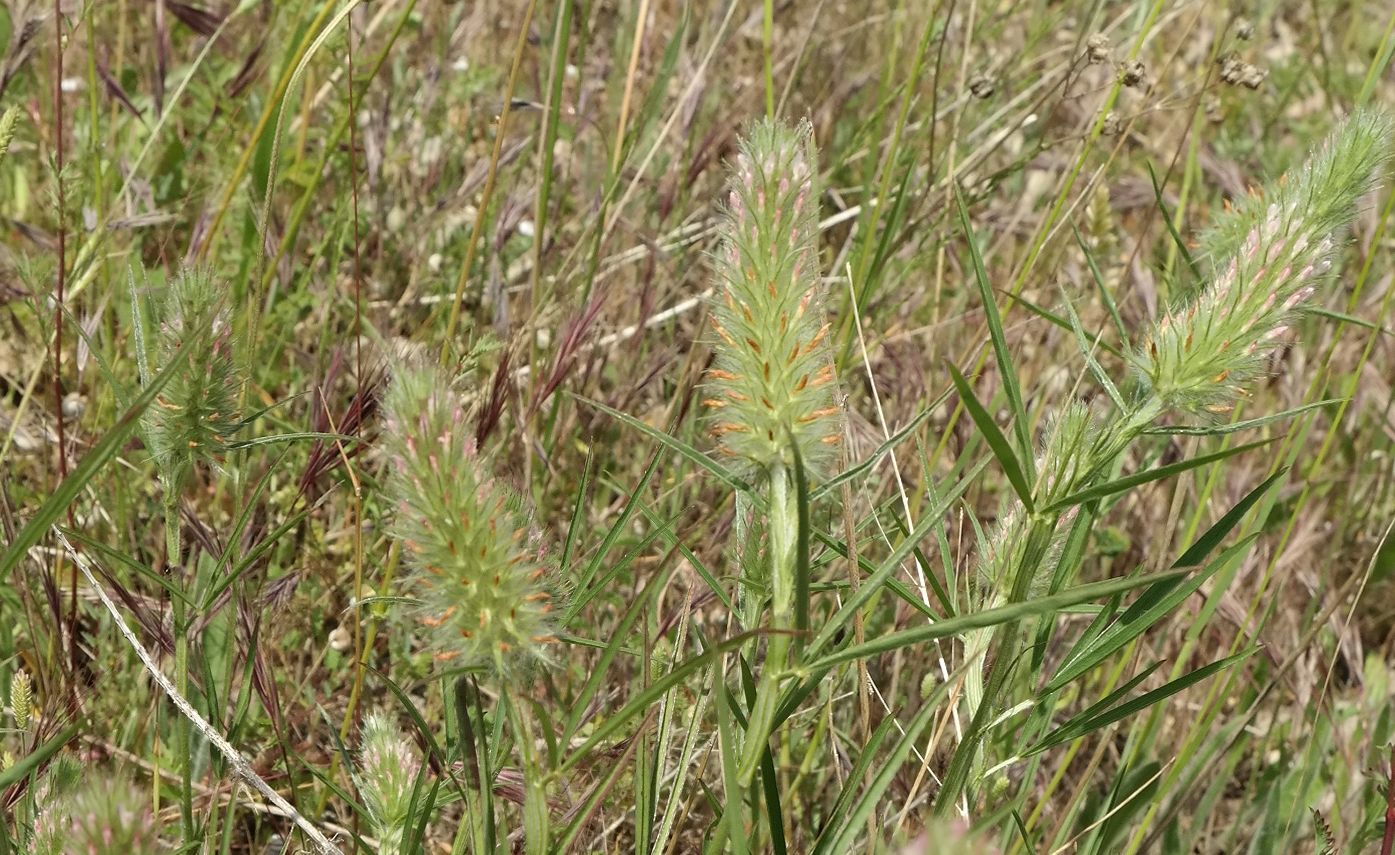 Image of Trifolium angustifolium specimen.
