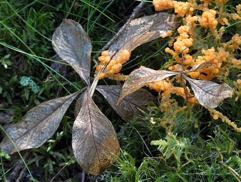 Изображение особи Trientalis europaea.