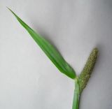 Image of taxon representative. Author is Евгений Берестовский