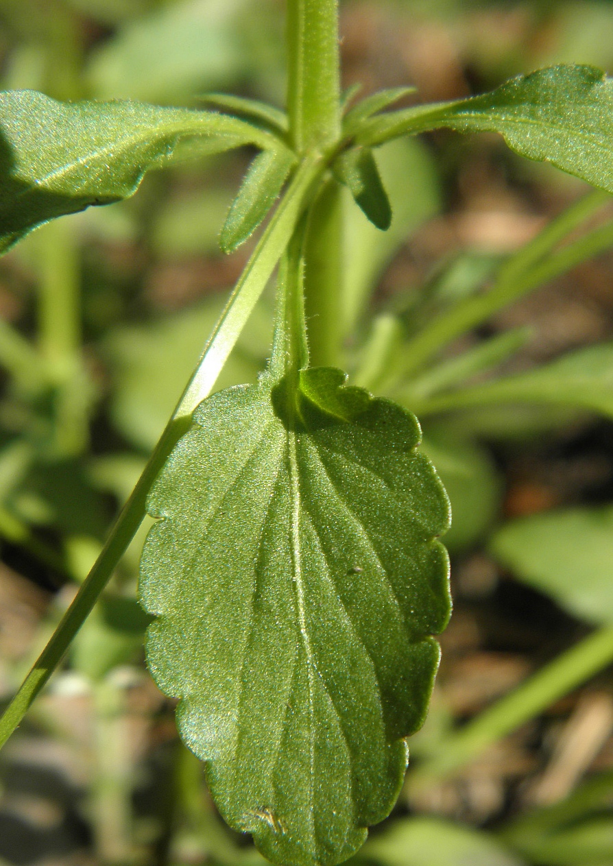 Image of Viola matutina specimen.