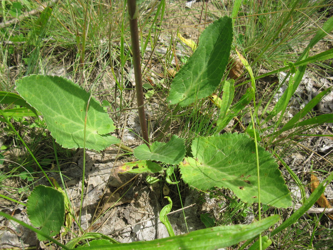 Image of Eryngium planum specimen.