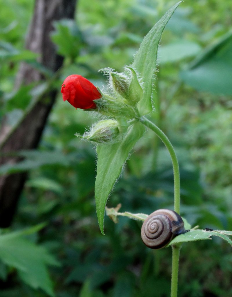 Изображение особи Lychnis fulgens.