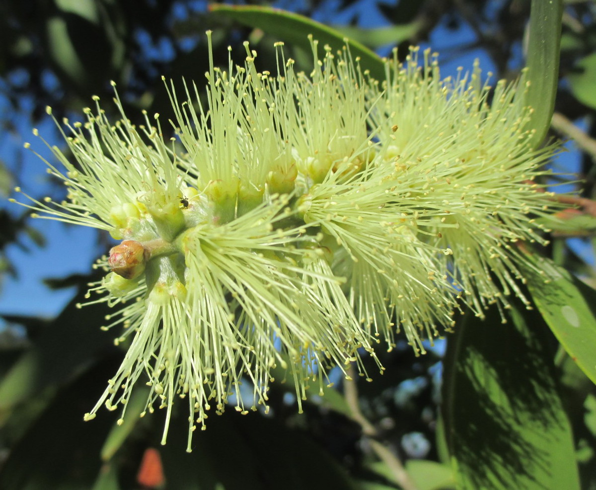 Изображение особи Melaleuca quinquenervia.