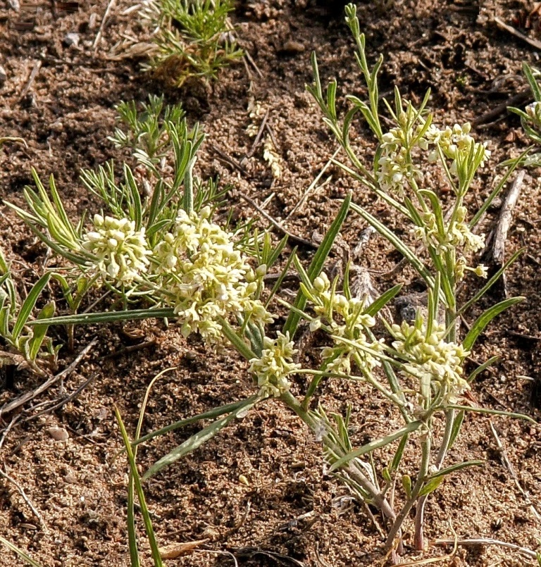 Изображение особи Aconogonon angustifolium.