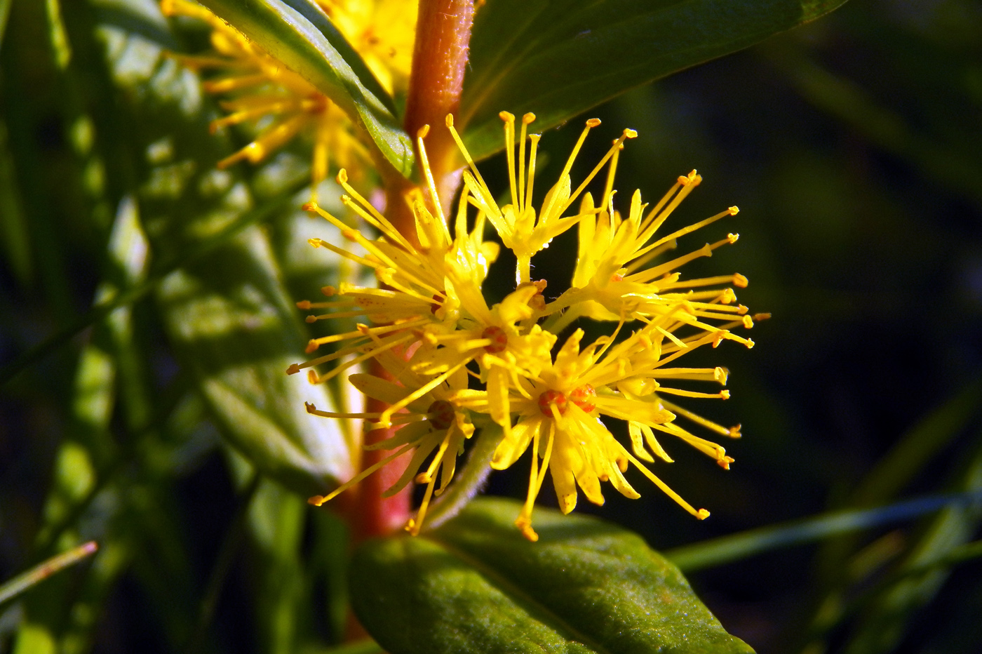 Изображение особи Naumburgia thyrsiflora.