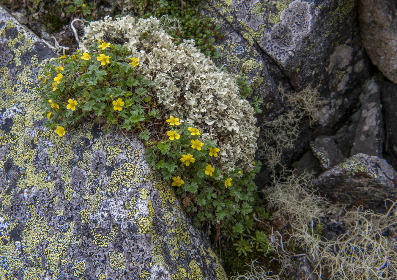 Изображение особи Potentilla elegans.