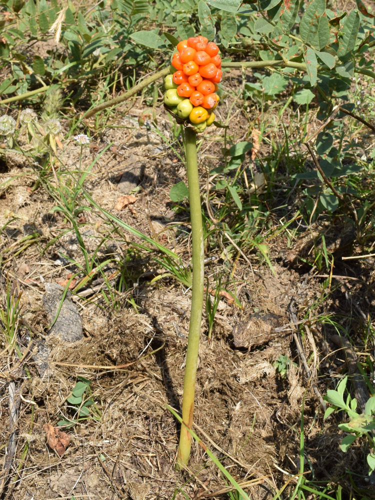 Изображение особи Arum korolkowii.