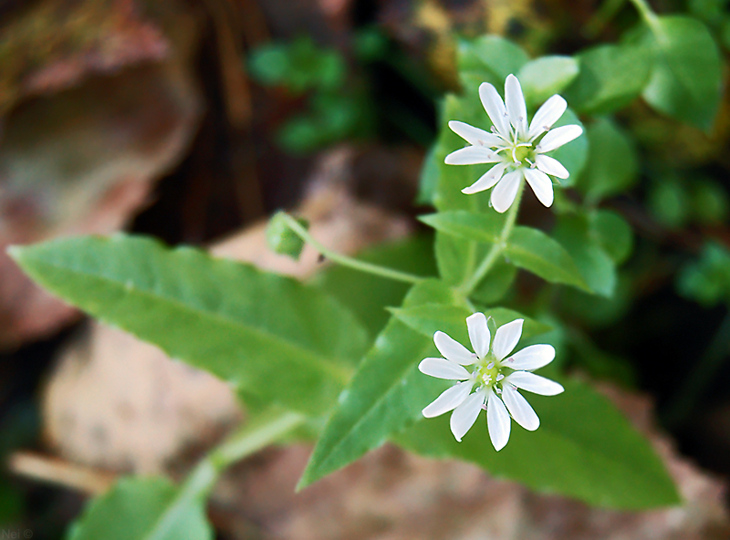 Изображение особи Myosoton aquaticum.