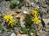 Senecio thianschanicus