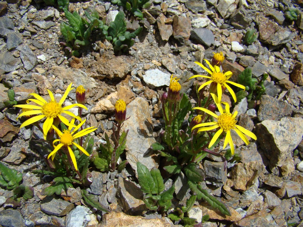 Image of Senecio thianschanicus specimen.