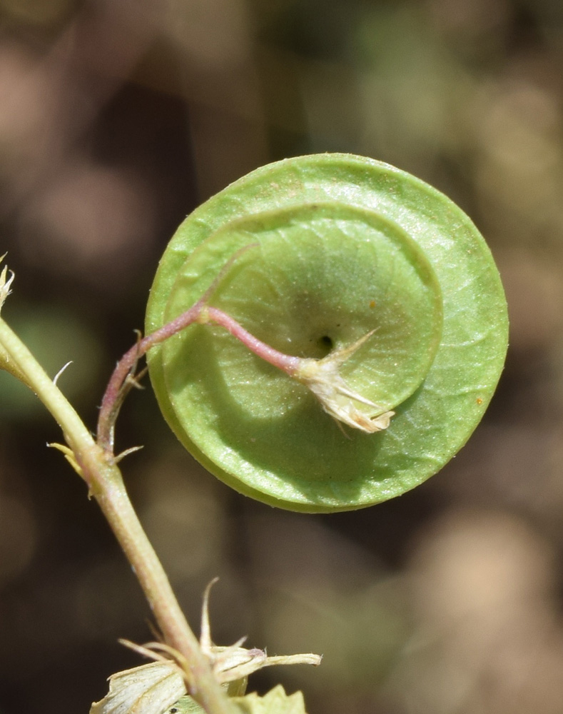 Image of Medicago orbicularis specimen.