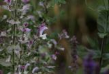 Salvia sclarea