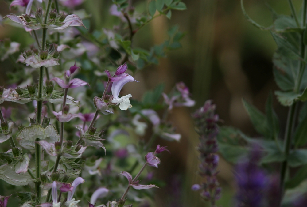 Изображение особи Salvia sclarea.