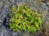 Alchemilla alpina. Цветущие растения. Исландия, национальный парк Ватнайокюдль (южная часть), окр. ледника Скафтафельсйокюдль, мохово-лишайникова тундра. 04.08.2016.