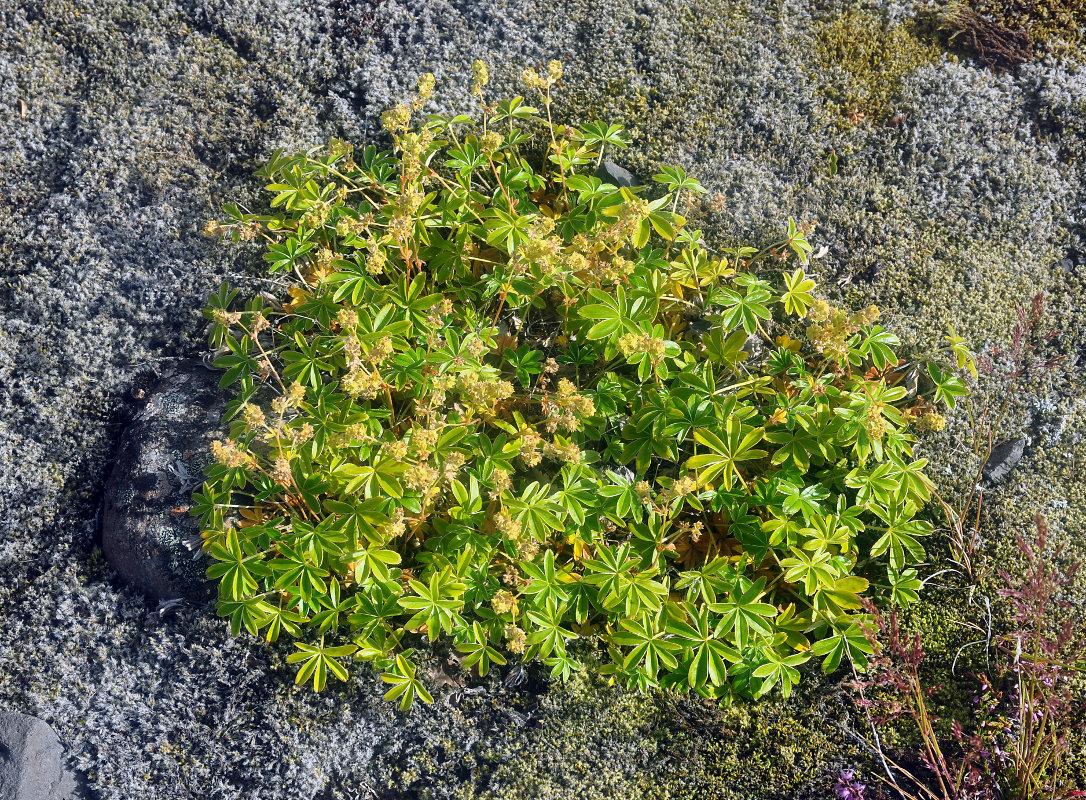 Изображение особи Alchemilla alpina.