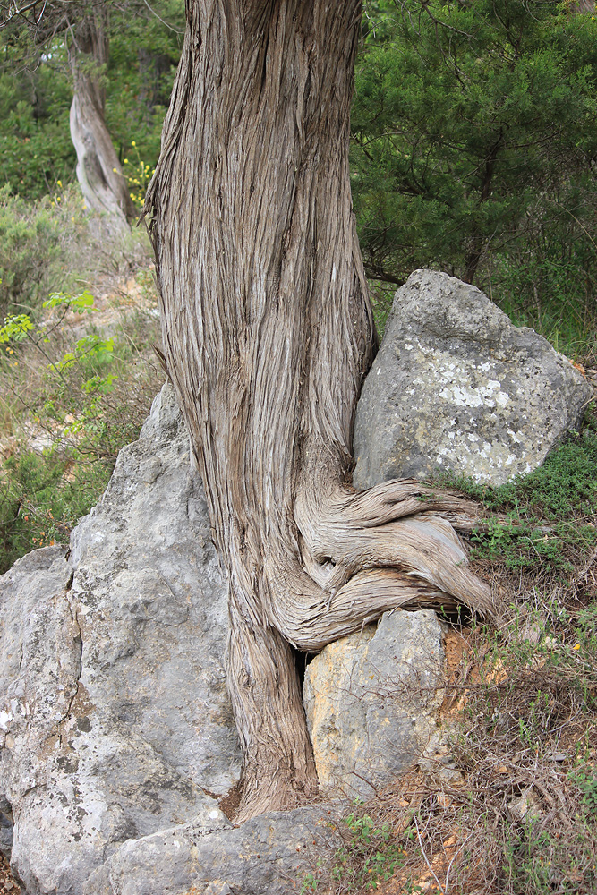 Image of Juniperus excelsa specimen.