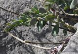 Aethionema saxatile ssp. graecum