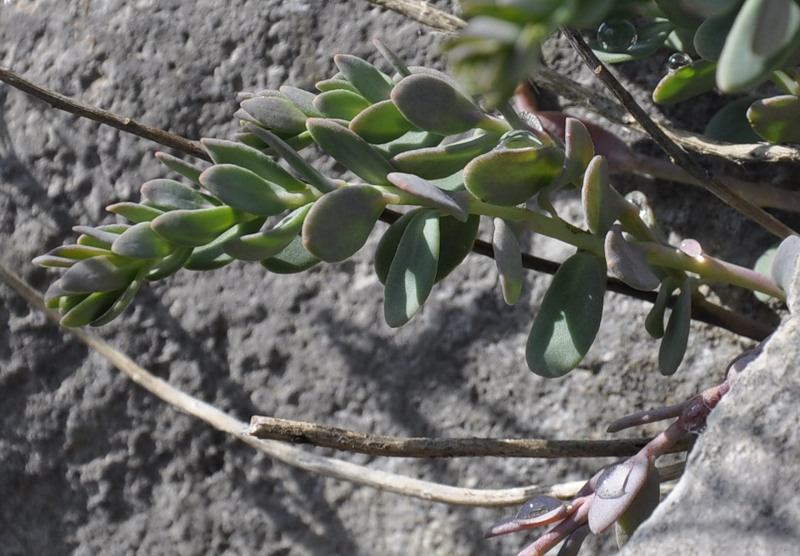Image of Aethionema saxatile ssp. graecum specimen.