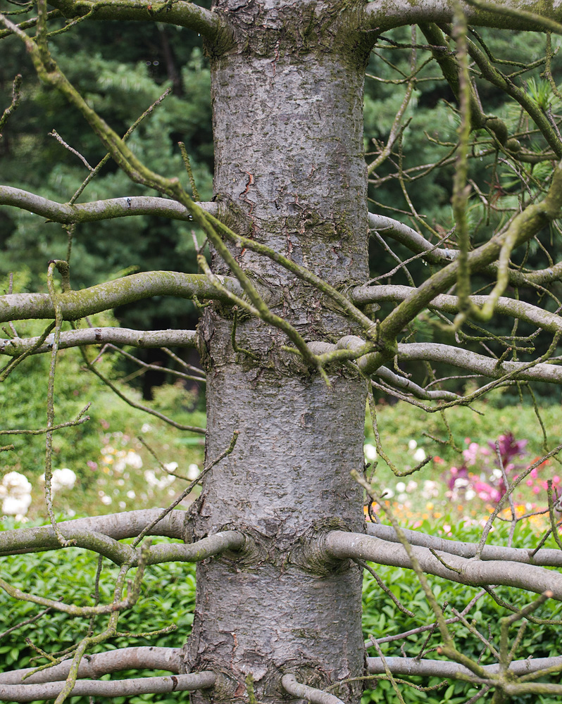 Изображение особи Pinus koraiensis.