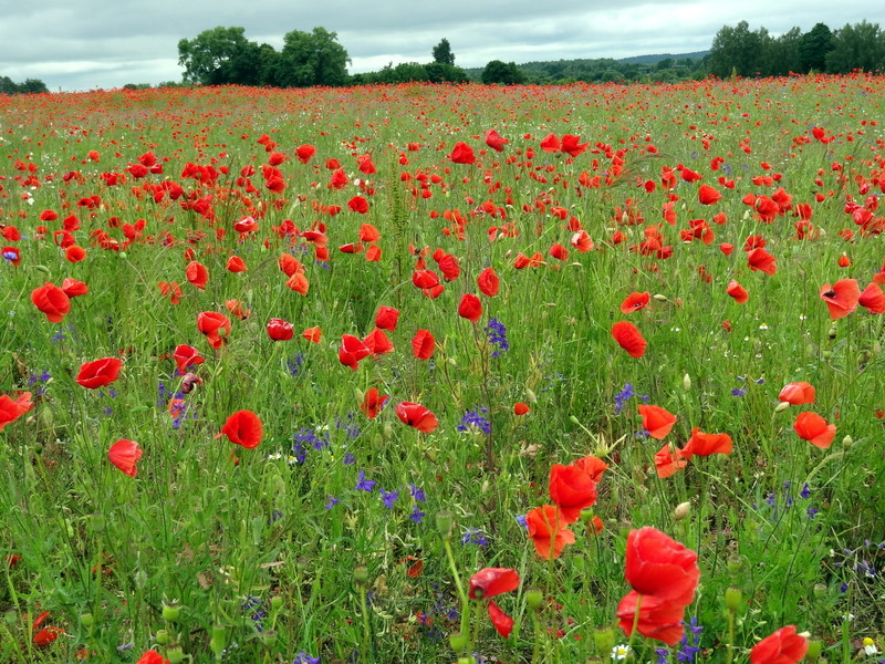 Изображение особи Papaver rhoeas.