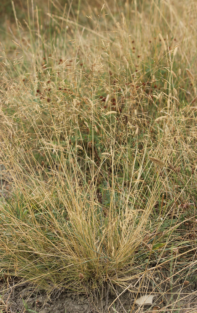 Image of Deschampsia media specimen.