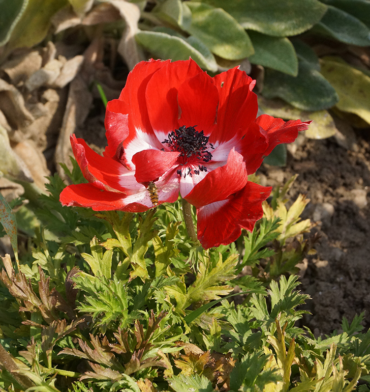 Изображение особи Anemone coronaria.