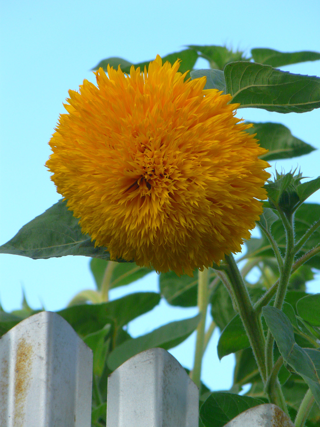 Image of Helianthus annuus specimen.