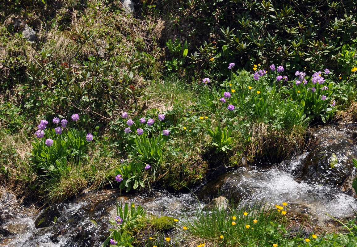 Image of Primula auriculata specimen.