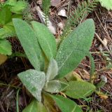Verbascum thapsus