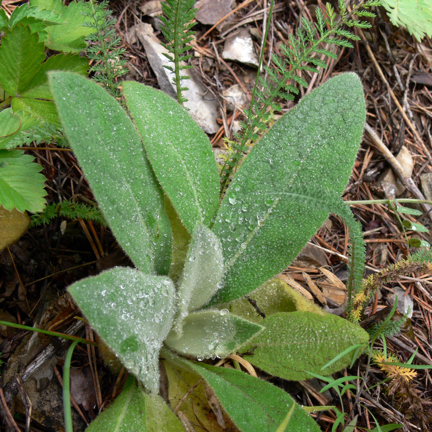 Изображение особи Verbascum thapsus.