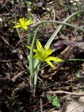 View full-size image Gagea transversalis